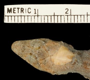 Media type: image;   Herpetology R-11868 Aspect: head dorsal